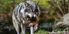 Wolf greift beim Gassi gehen an, zerfleischt Hündchen
