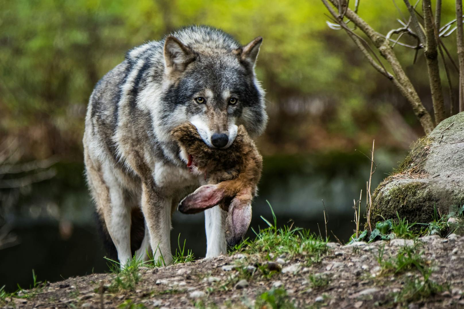 Video von Wolfssichtung in Mank sorgt für Aufsehen
