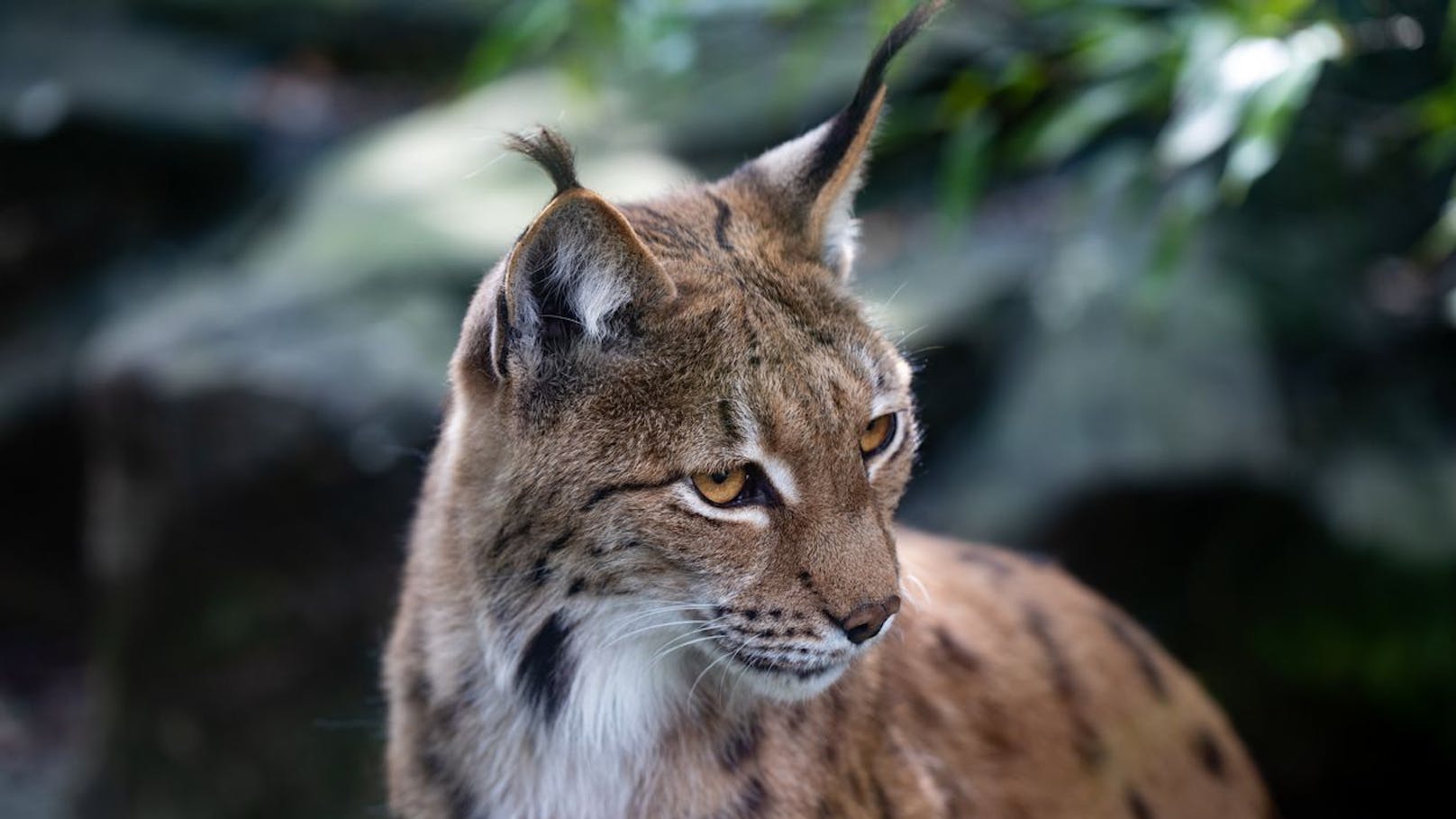 Alle Luchs-Arten tragen die charakteristischen, schwarzen Büschel auf den Ohren und den kurzen Schwanz. Ein paar Unterschiede gibt es allerdings doch.