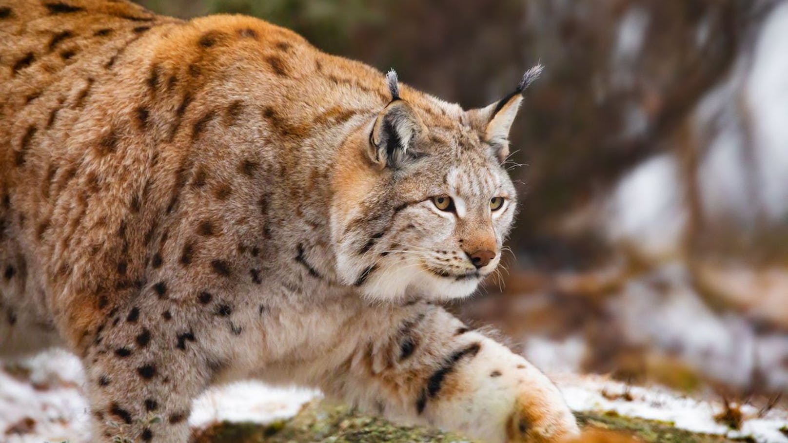 Auch wenn sie stammesgeschichtlich zu den "Kleinkatzen" zählen, ist der <strong>Eurasische Luchs</strong> (Bild) bei uns die größte Katze.