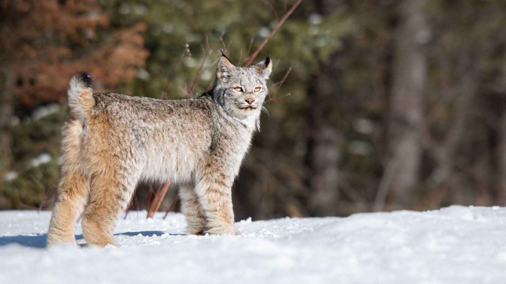 Der <strong>Kanadische Luchs</strong> beispielsweise hat besonders große Tatzen, mit denen er sich auf Schnee besonders flink fortbewegen kann.