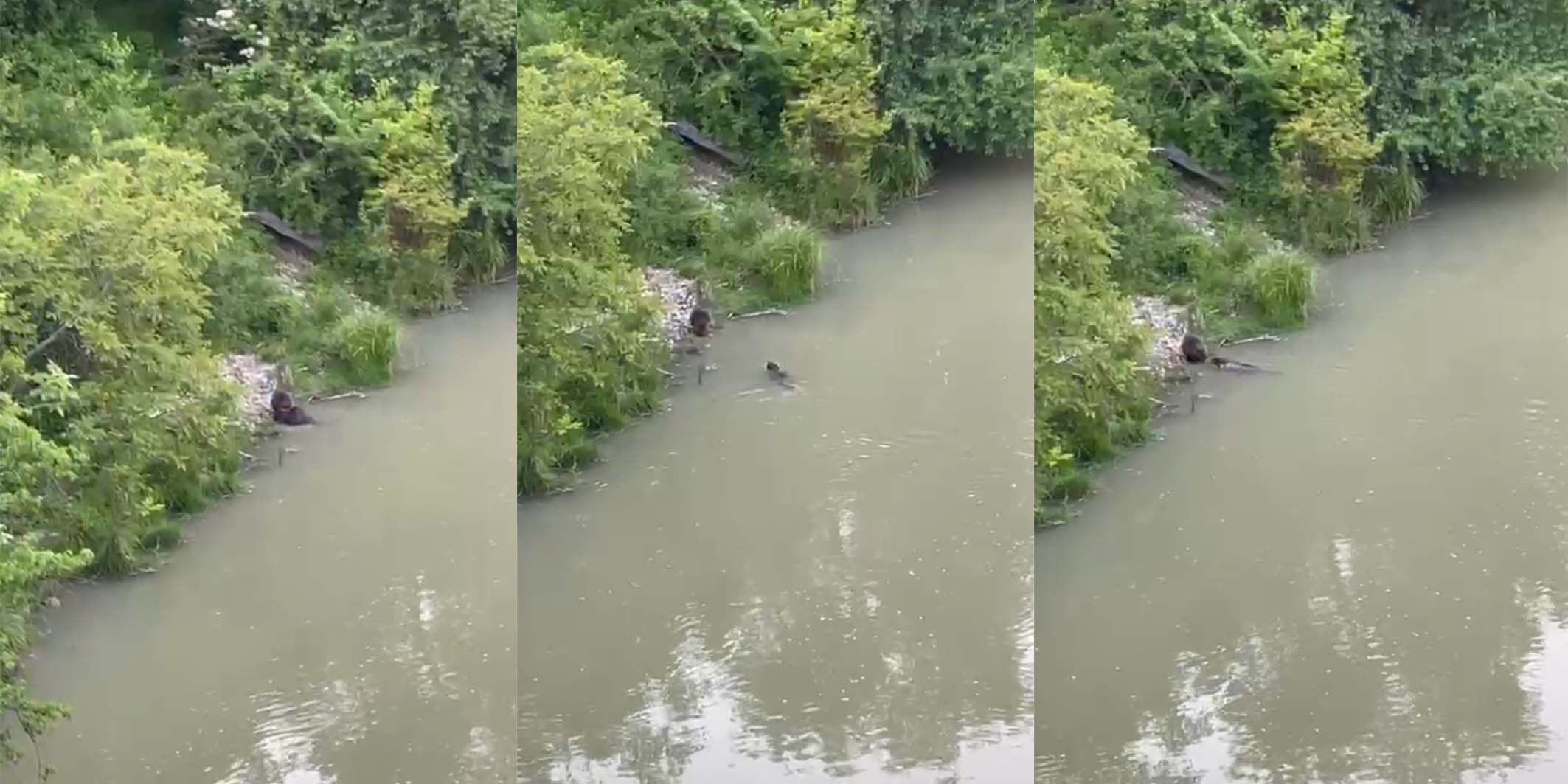 Biber-Pärchen gesichtet im Marchfeldkanal