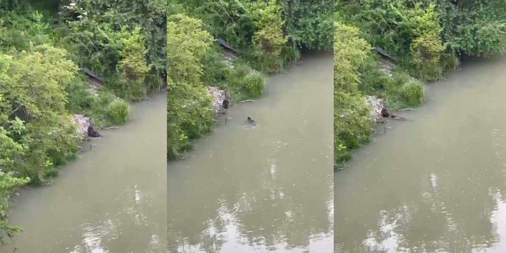 Am Marchfeldkanal im 21. Bezirk machte ein Wiener eine tierische Entdeckung.
