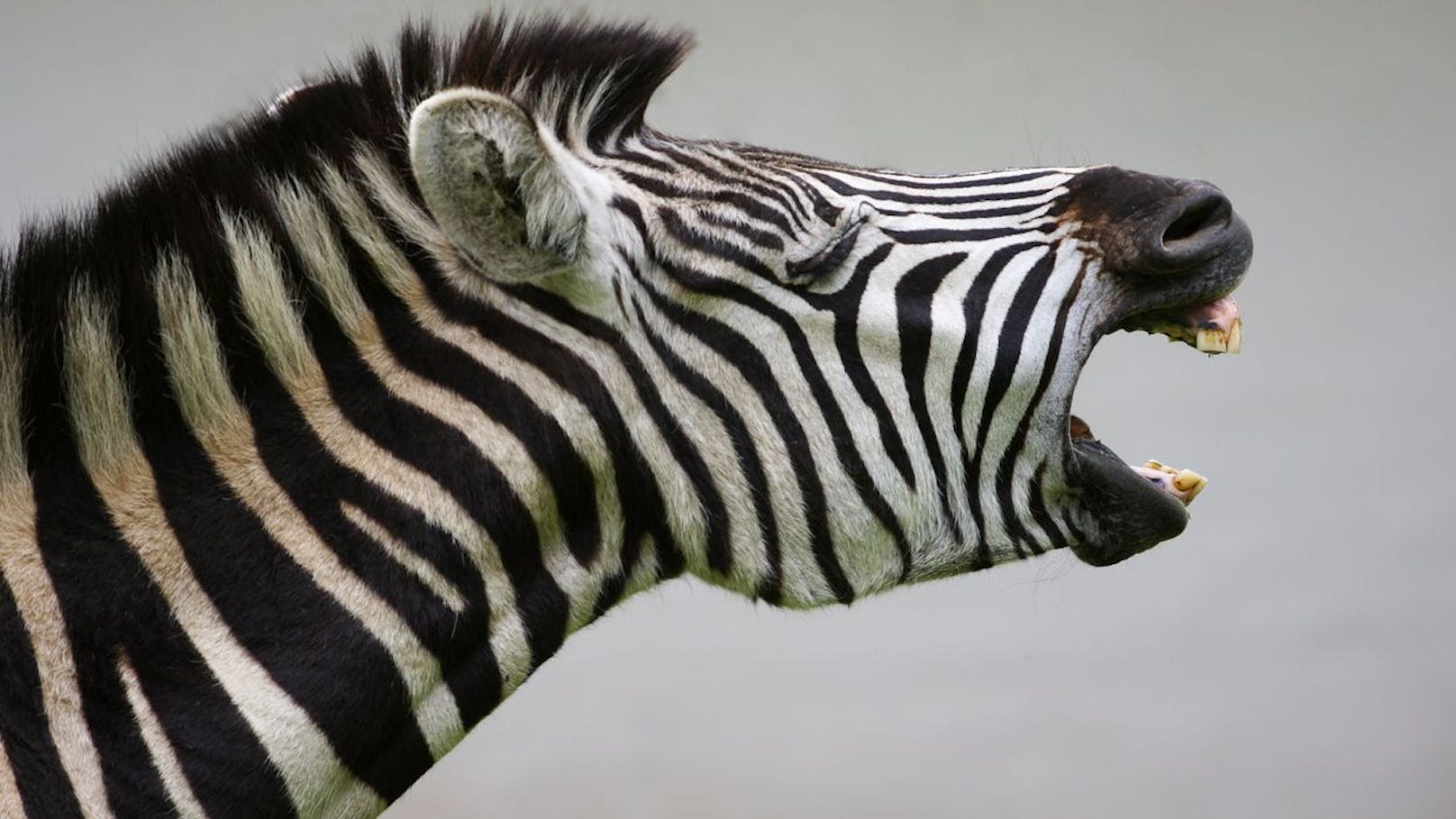 Deshalb läuft dieses Zebra ständig im Kreis