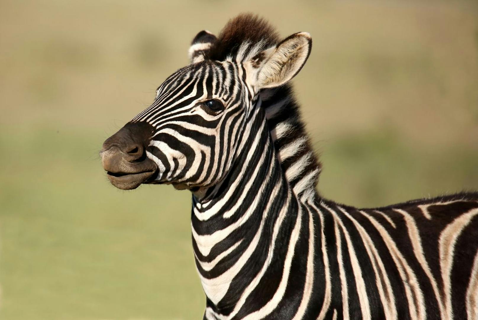 Man unterscheidet drei Arten des Zebras: Das Steppenzebra, das Grevy-Zebra und das Bergzebra.