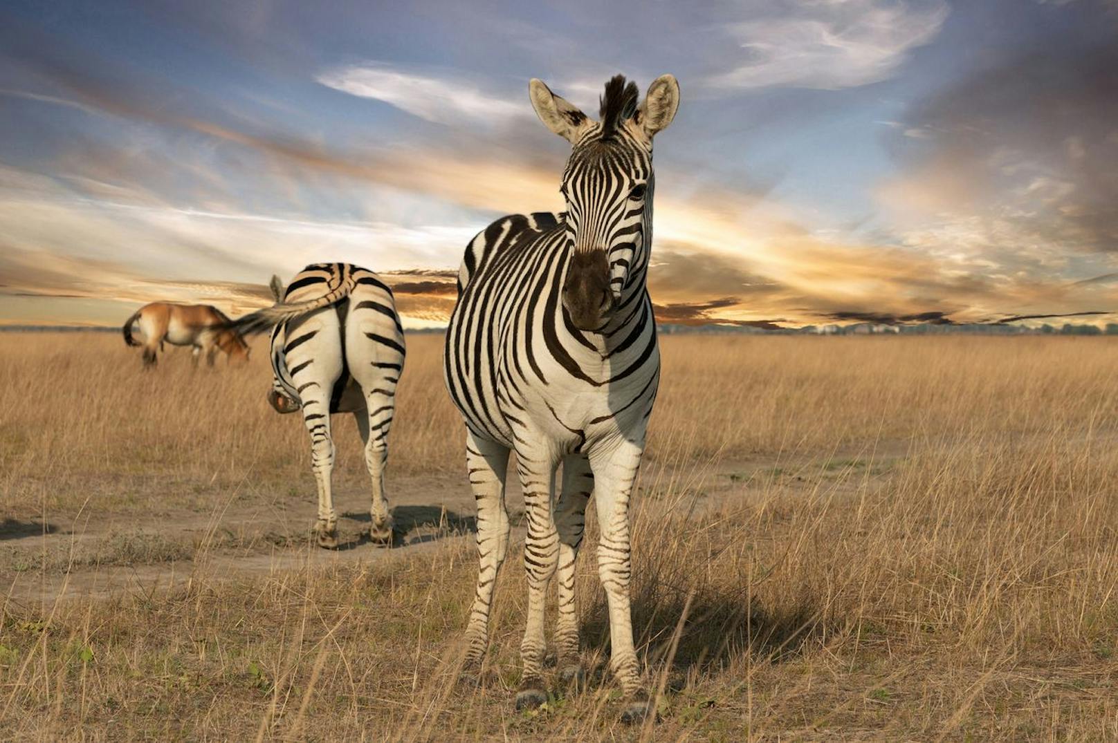 Die Streifen sollen aber nicht nur hübsch sein, sondern dienen als Tarnung. In einer Herde ist es für Raubtiere irrsinnig schwierig ein einzelnes Zebra zu erkennen und zu fixieren. 