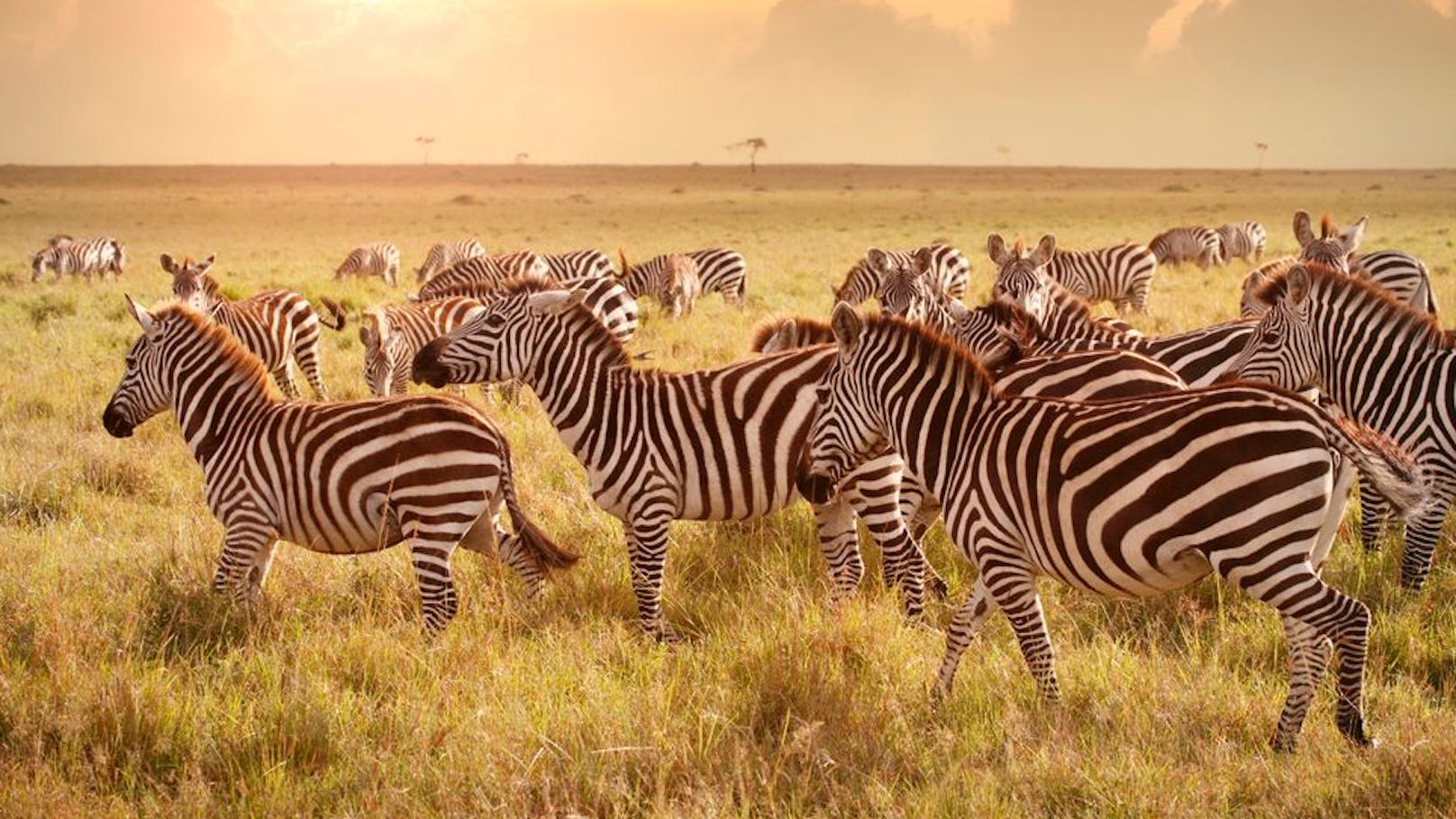 Auch Zebras stehen auf der Abschussliste des namibischen Umweltministeriums.