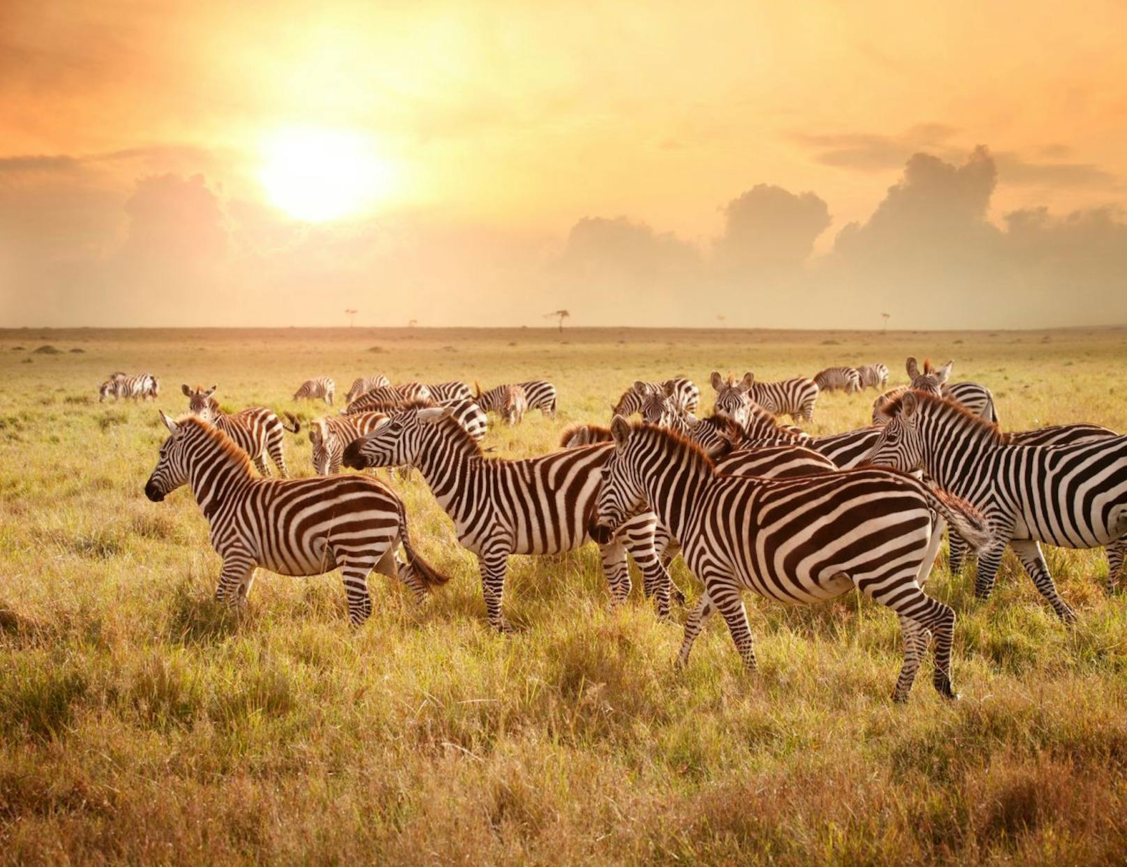 Zebras brauchen im Vergleich viel Wasser und kommen maximal drei Tage ohne Flüssigkeit aus. 