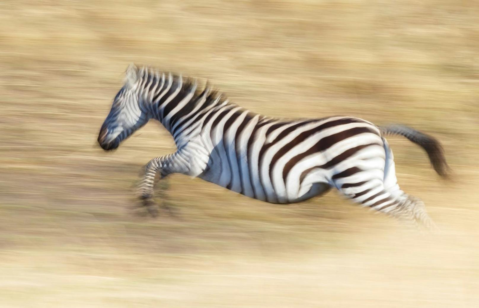 Zebras können bis zu 65 km/h erreichen.