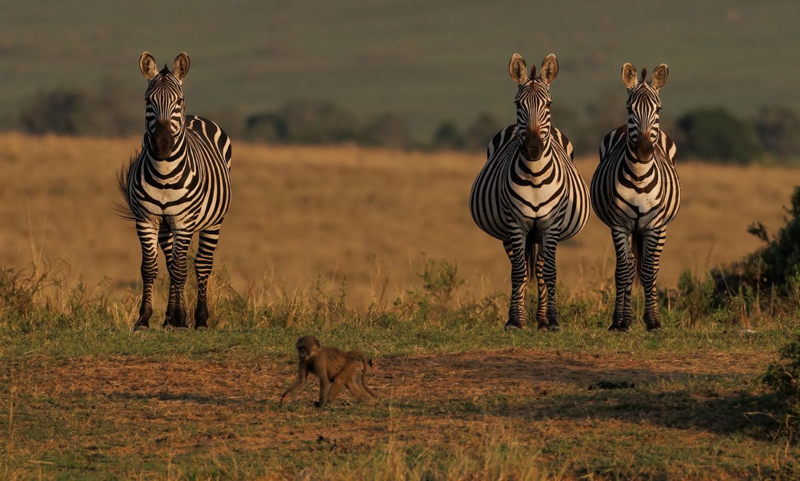 Ein ausgewachsenes Zebra wiegt zwischen 300 und 450 Kilogramm. 