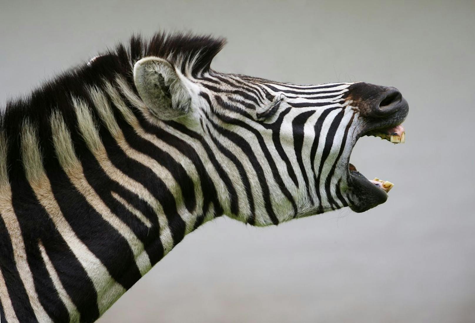 Zebras besitzen extrem harte Schneidezähne für die trockenen und zähen Pflanzen der Savanne. 