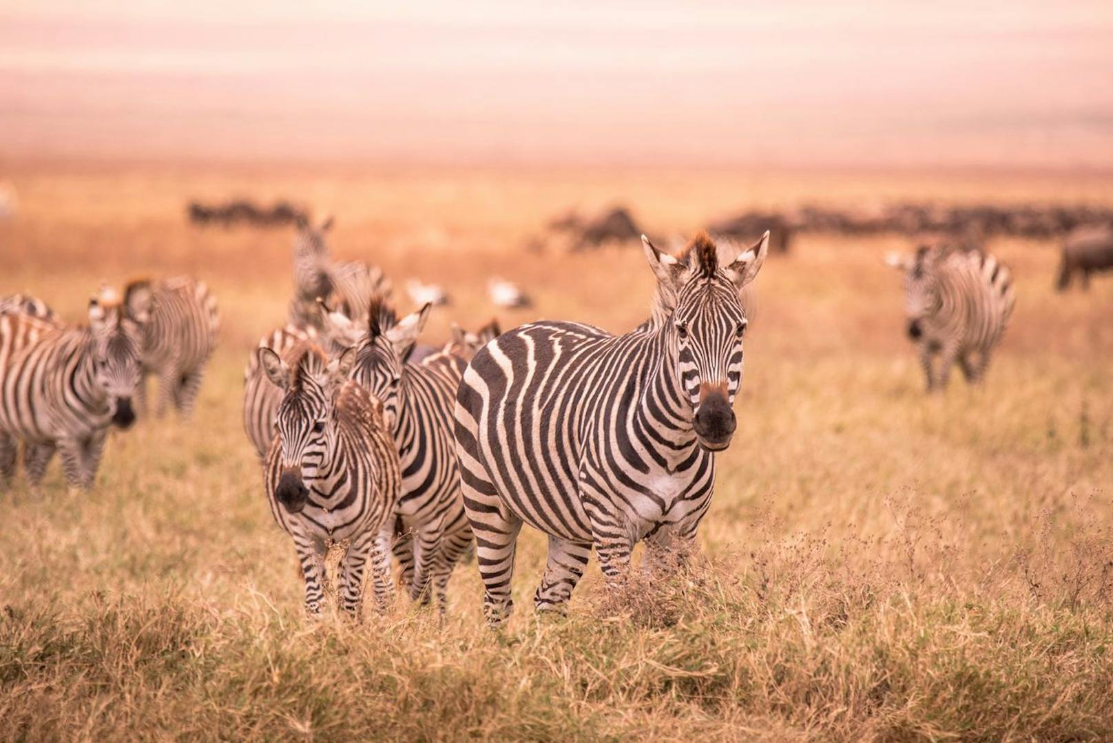 Das Sozialverhalten ist bei allen Arten der Zebras unterschiedlich. Manche bilden große Herden mit individueller Rangordnung, andere Stuten dulden nur einen Hengst in ihren Reihen.