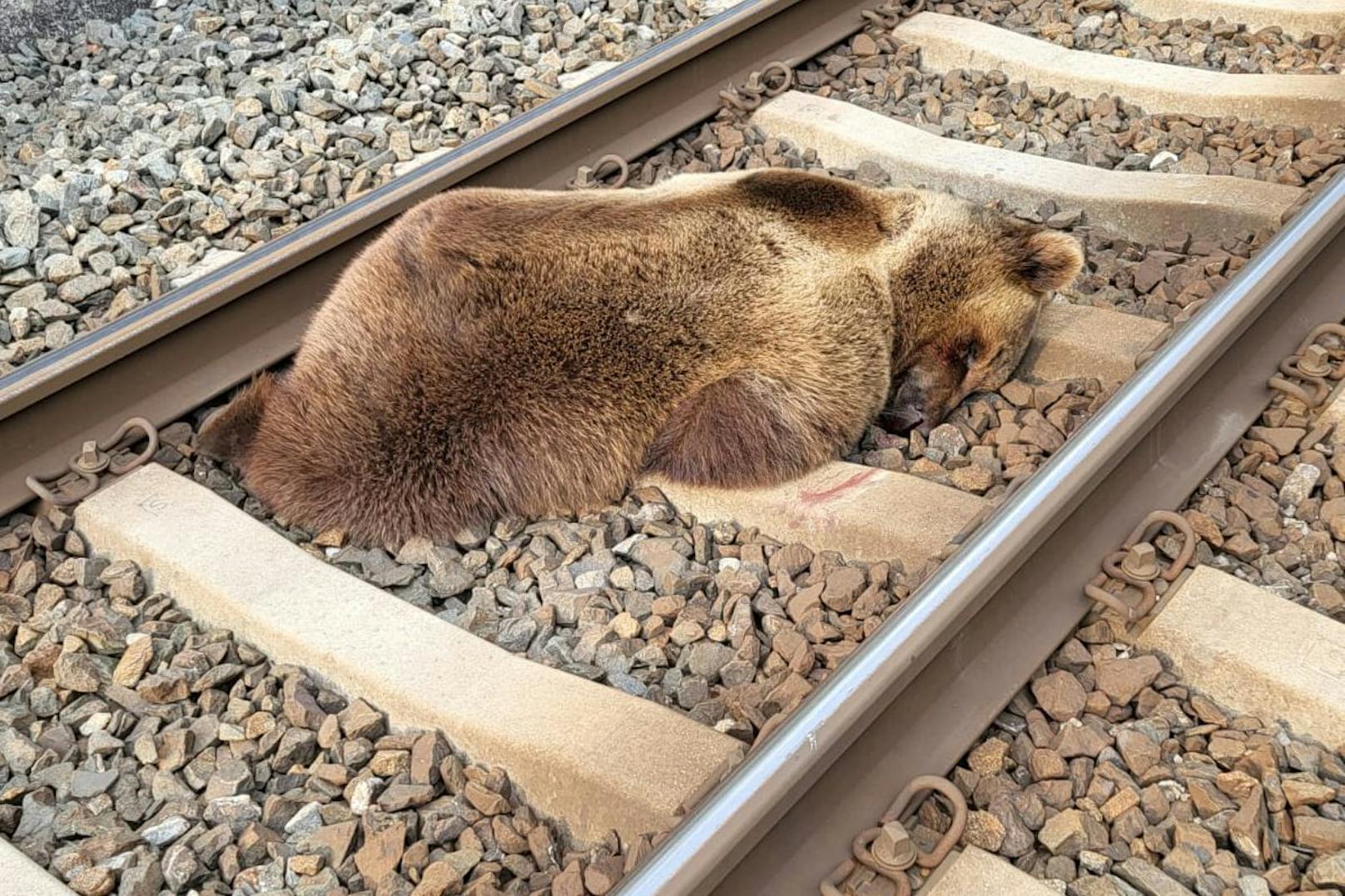 Ein Braunbär wurde am 23. Mai 2023 auf der ÖBB-Strecke der Tauernbahn in Salzburg von einem Zug erfasst und dabei getötet.