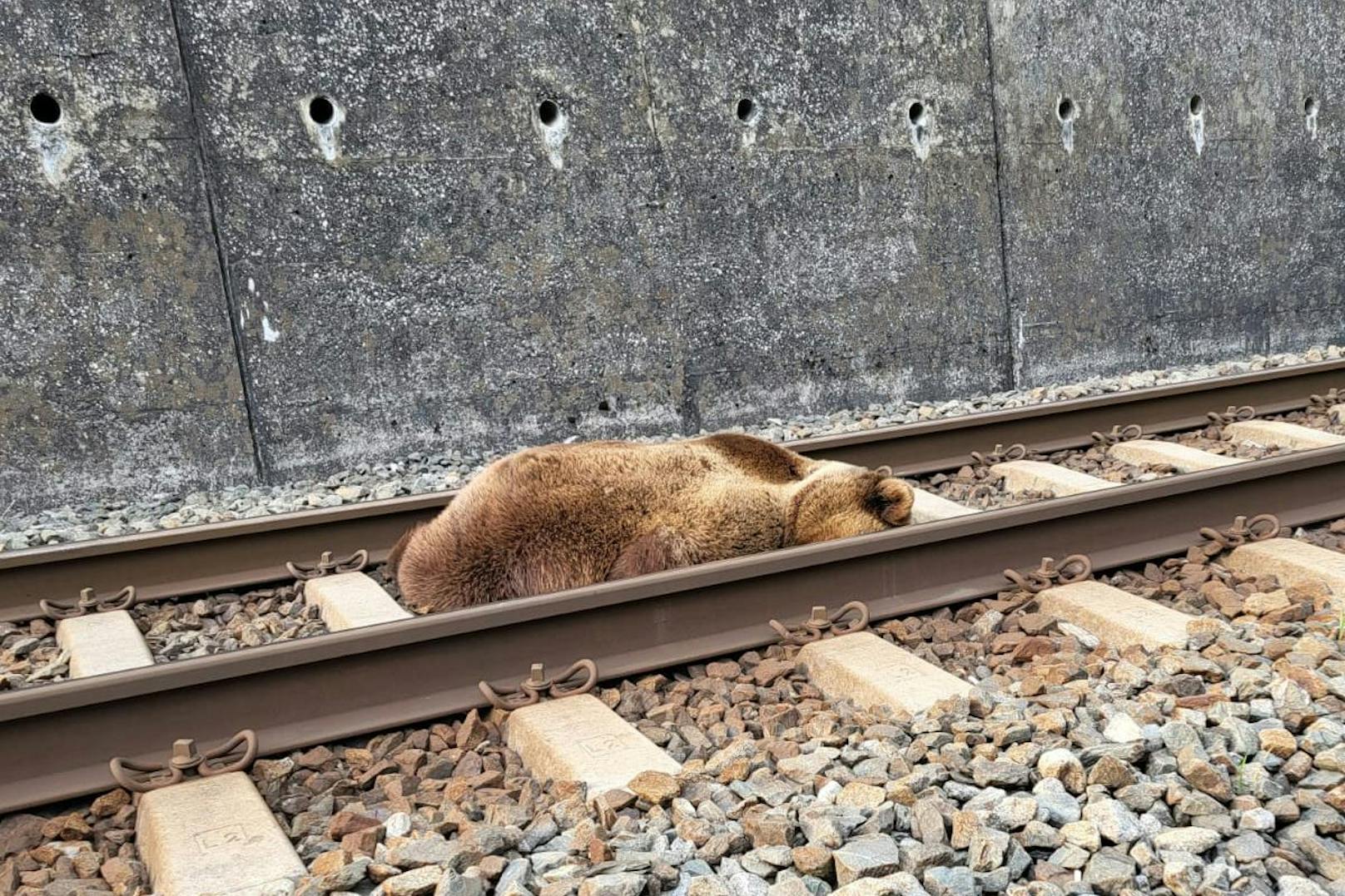 Der Bär wurde beim Zusammenstoß mit dem Zug schwer verletzt. Ihm wurde die linke Hinterpranke komplett abgetrennt.