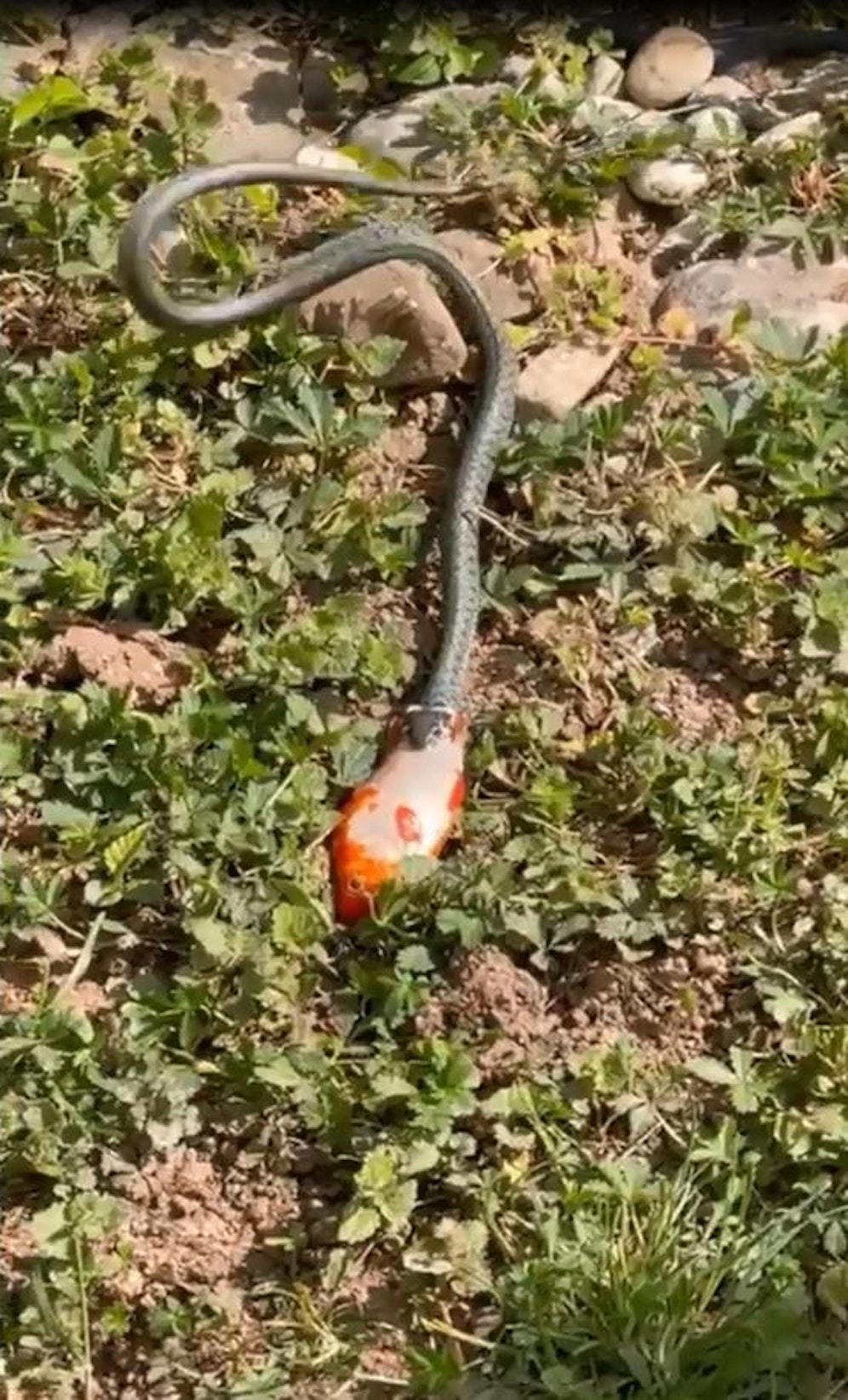 Ringelnatter will Goldfisch fressen.