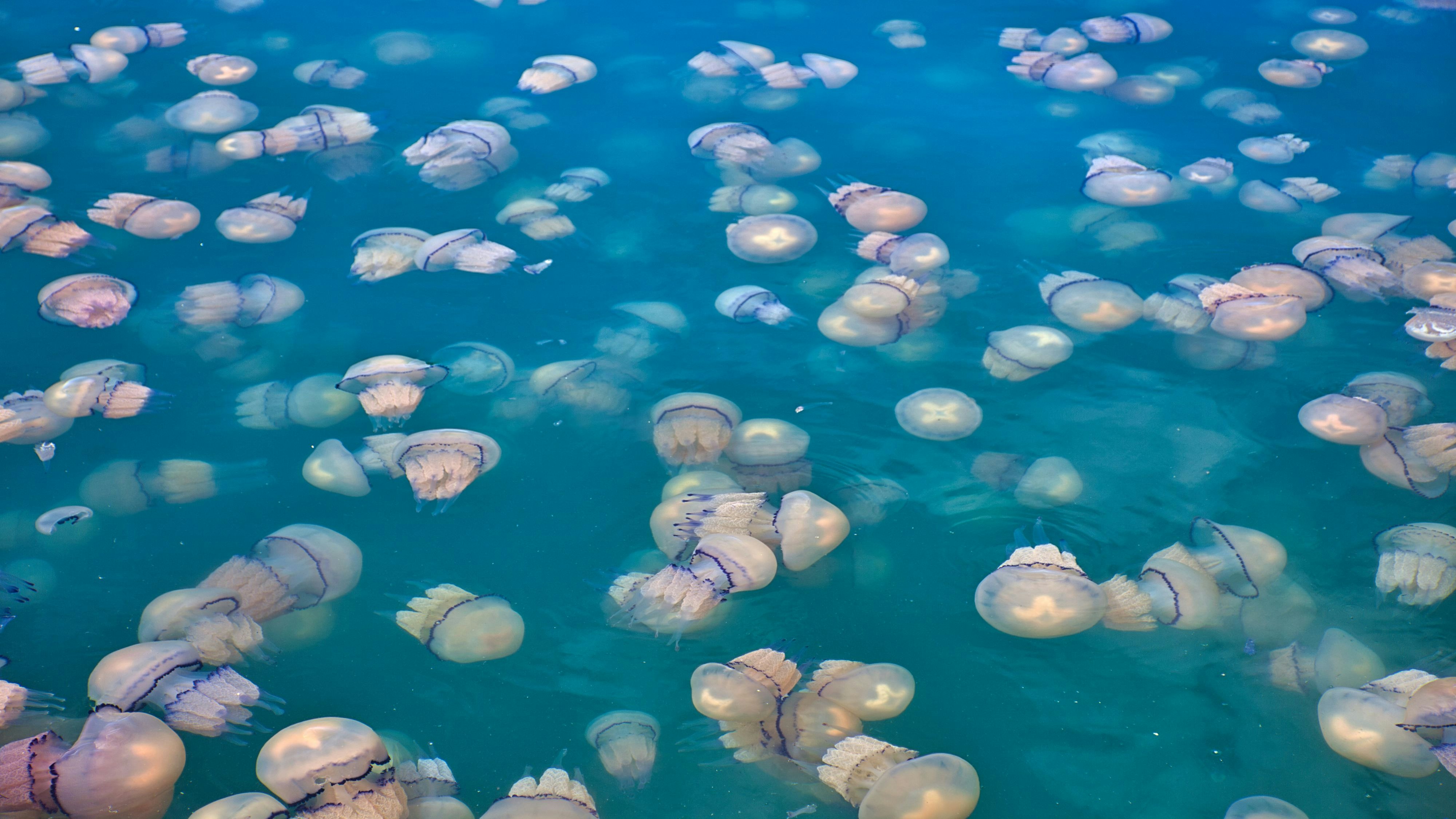 Trieste, Italy - 20 April 2021 - Extraordinary invasion of millions of jellyfish near the shore in the north of the Adriatic Sea in Italy, Rhizostoma Pulmo is a little stinging jellyfish.