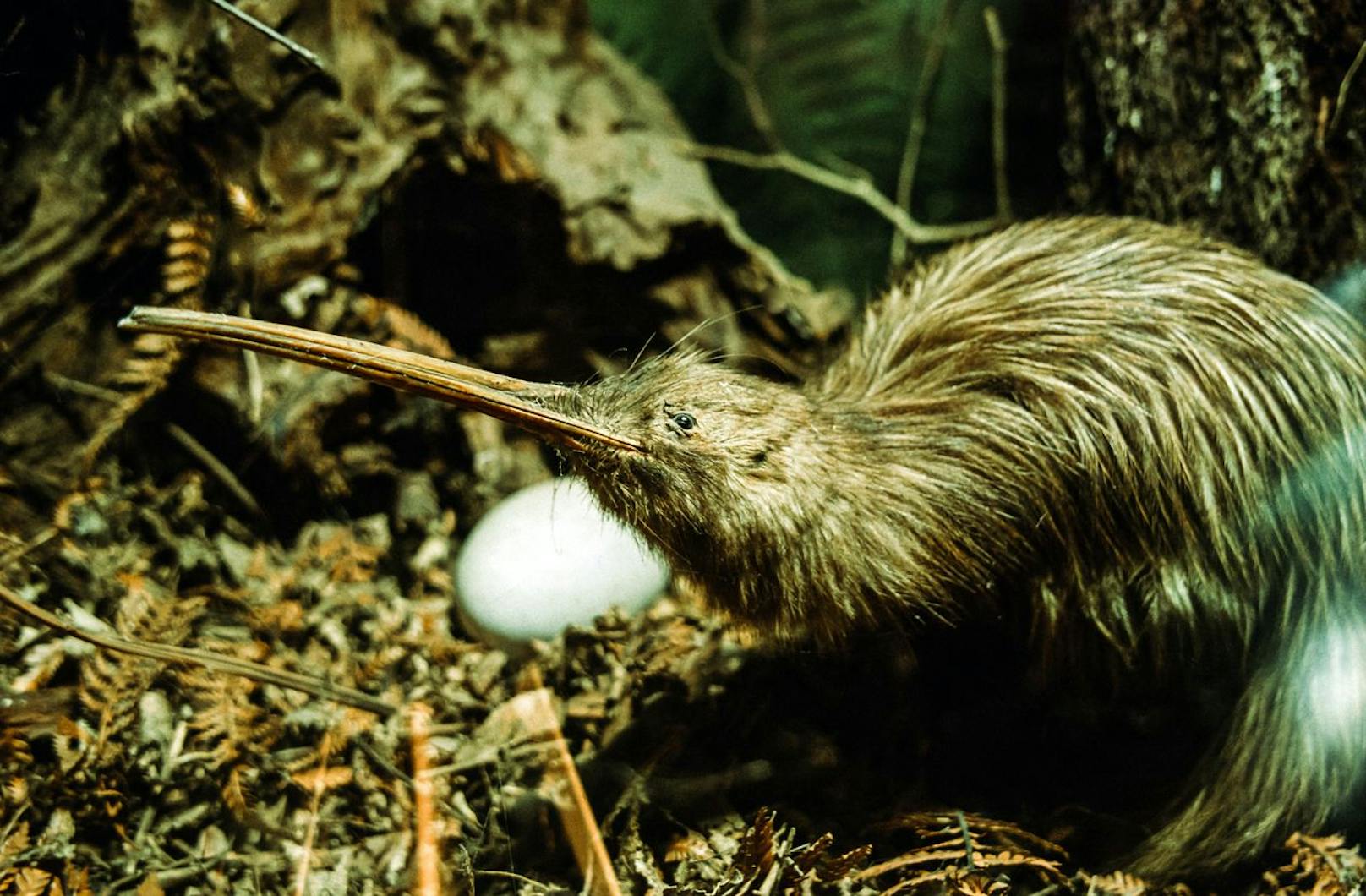 Kiwis sind mit nur 35 Zentimetern Körpergröße und maximal fünf Kilogramm die kleinsten Laufvögel weltweit.