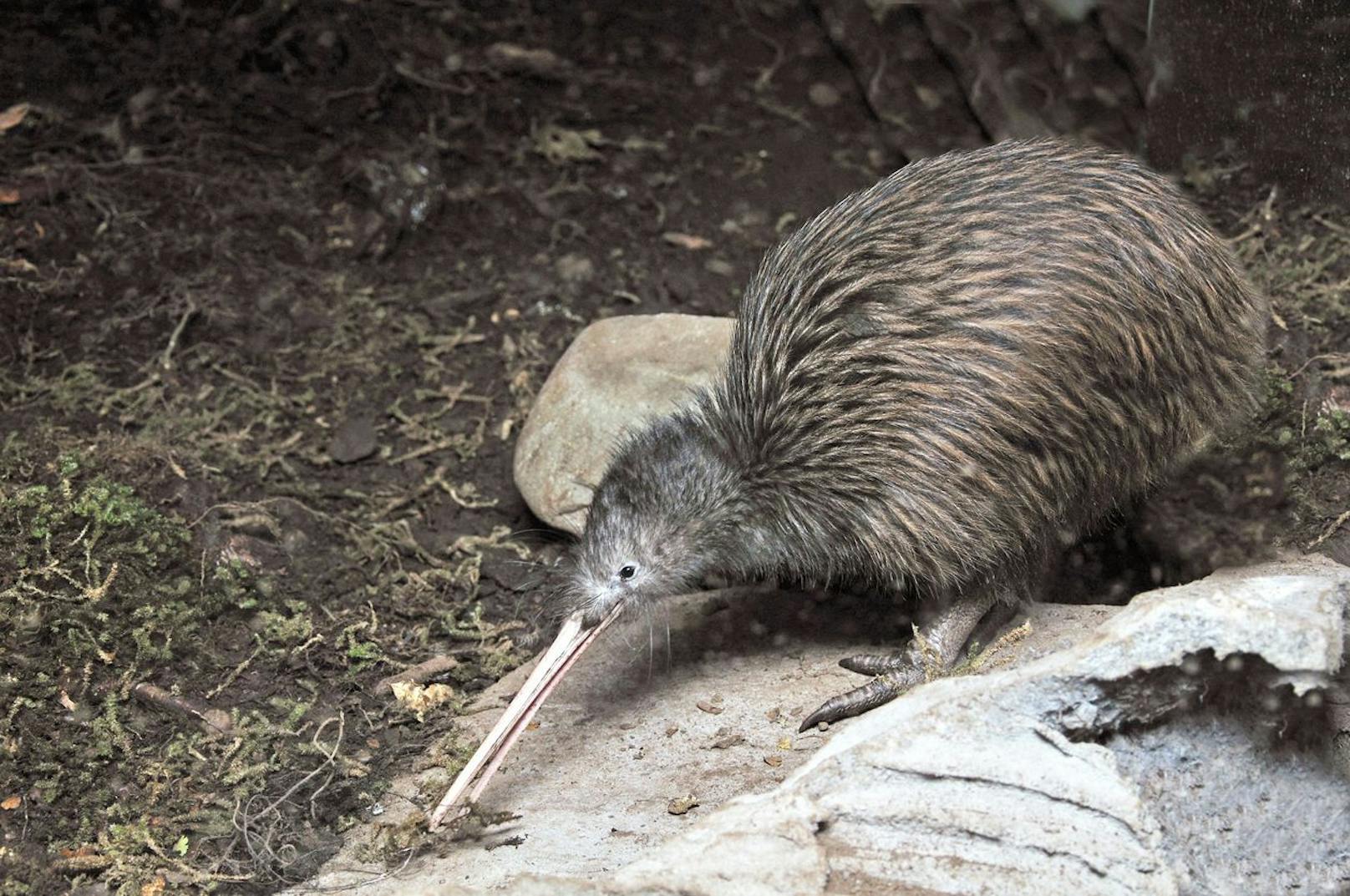 In der Finsternix orientieren sich Kiwis mit einem - für Vögel sehr ungewöhnlichen - sehr gut ausgeprägten Geruchssinn und Gehör.