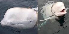 Norwegen sorgt sich um russischen Spionage-Wal