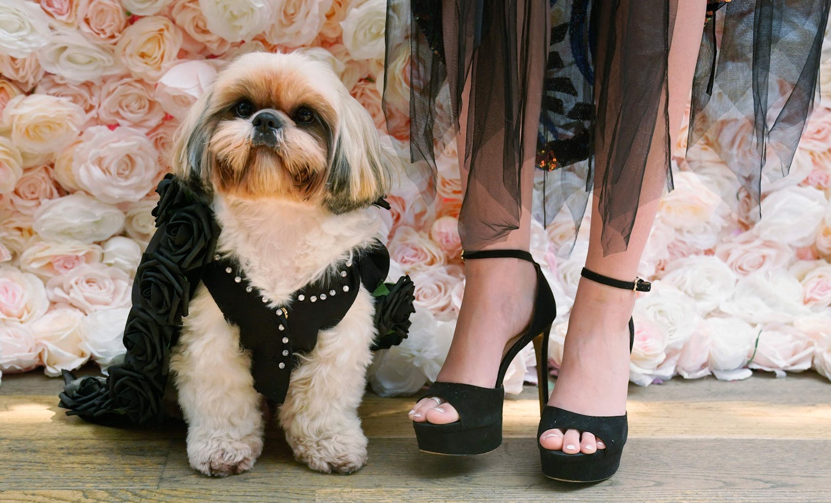 P.Diddy in Shih-Tzu Format? Geschmackssache.