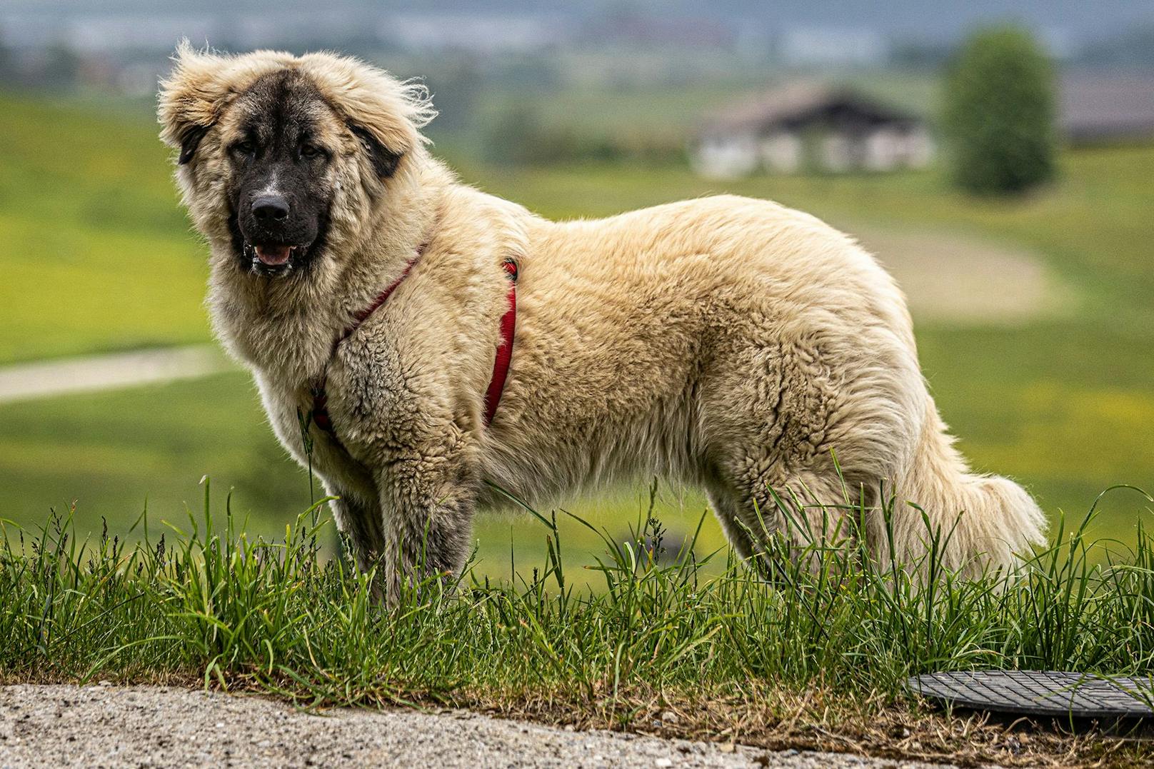 Dieser hübsche Herdenschutzhund wurde mit Beisskorb vor einer Hundeschule verlassen.