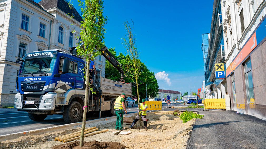 In der Linzerstraße wurde eine Reihe an Rot-Ahorn-Bäumen sowie zwei Säulen-Ahorn-Bäume gepflanzt. 