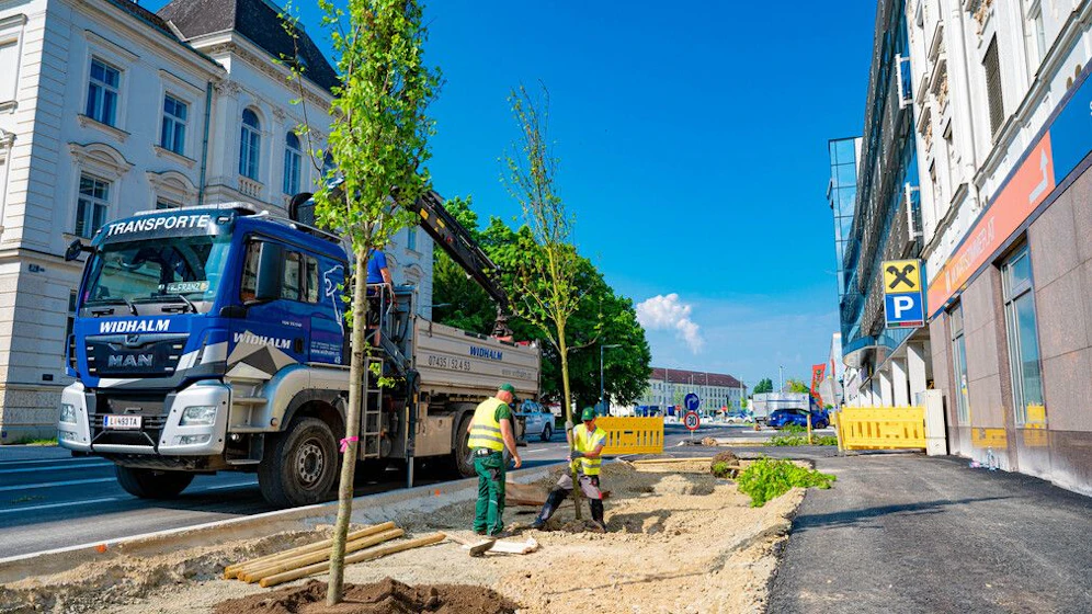In der Linzerstraße wurde eine Reihe an Rot-Ahorn-Bäumen sowie zwei Säulen-Ahorn-Bäume gepflanzt. 