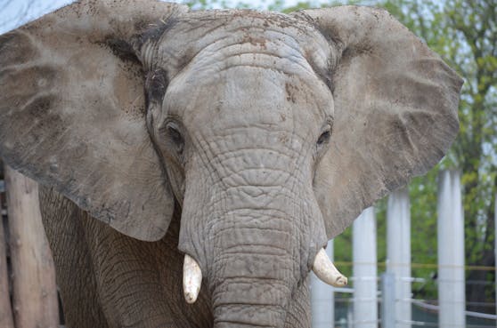 "Abu" ist zurück. Der Afrikanische Elefantenbulle soll sich nun zu den Schönbrunner Mädels gesellen.