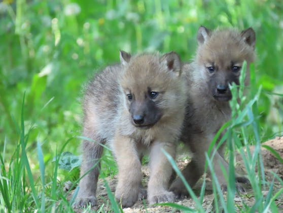 Die kleinen Wölfe erkunden derzeit das Gehege in der Tierwelt Herberstein.