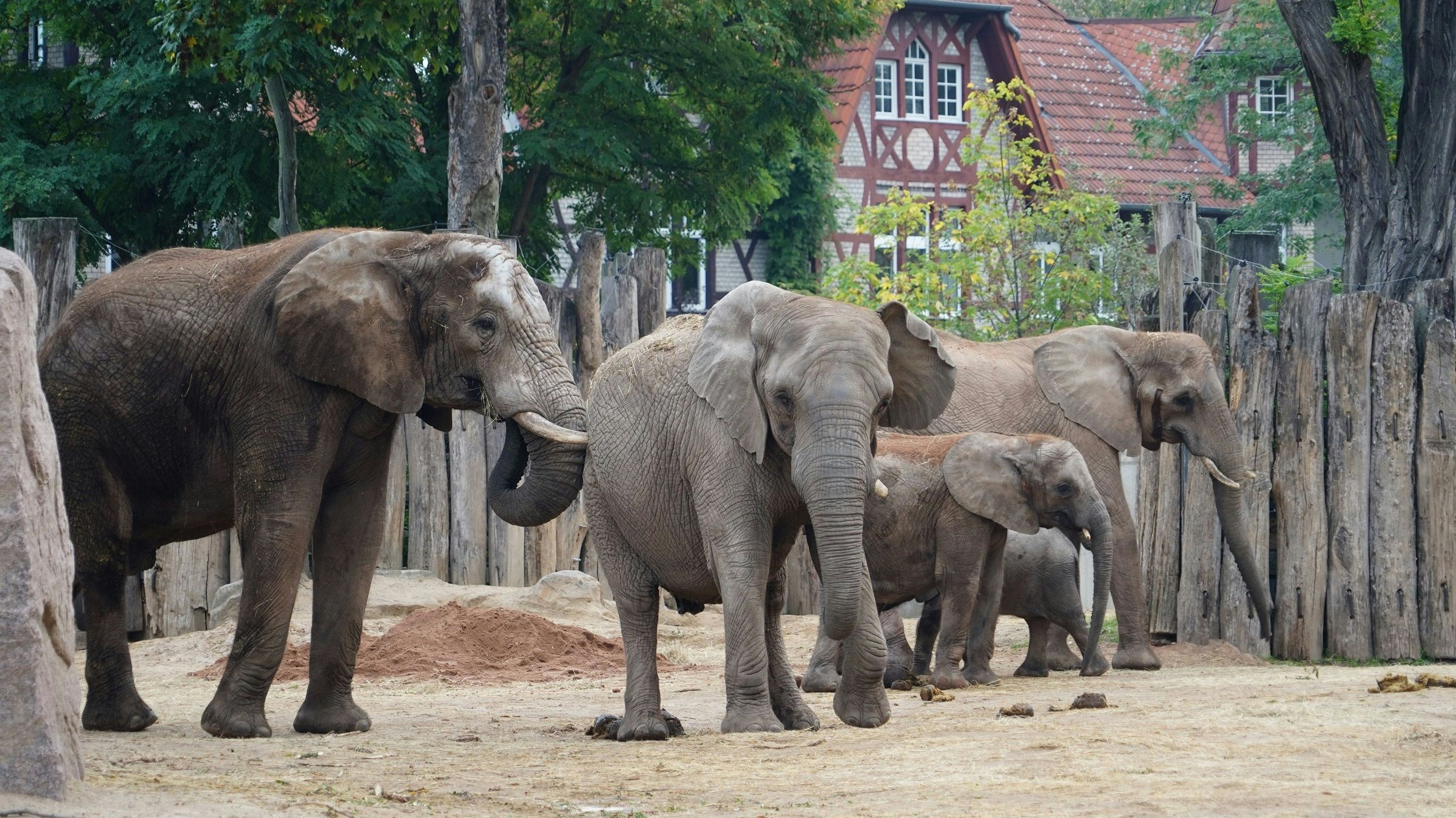 Hier sieht man "Abu" noch in seiner deutschen Herde (vorne links)