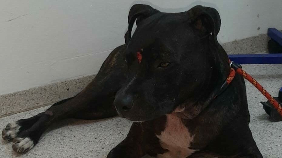 Musste schon bei der Tierrettung OÖ behandelt werden: die Hündin "Leila".