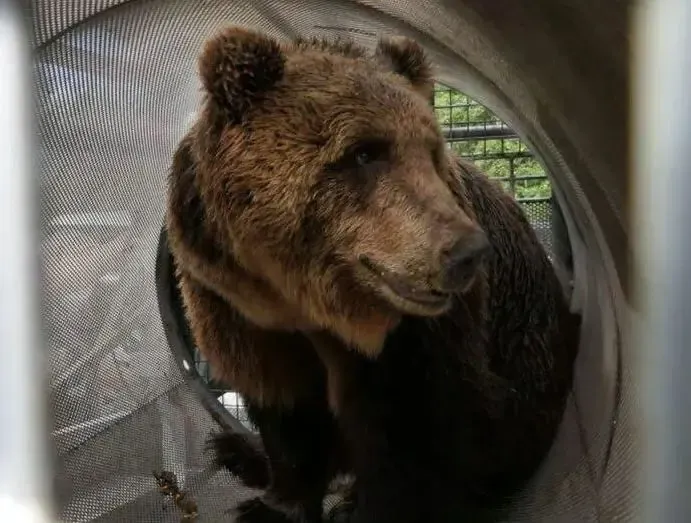 Muss JJ4 sterben? Die Bärin hat Anfang April einen Jogger getötet.