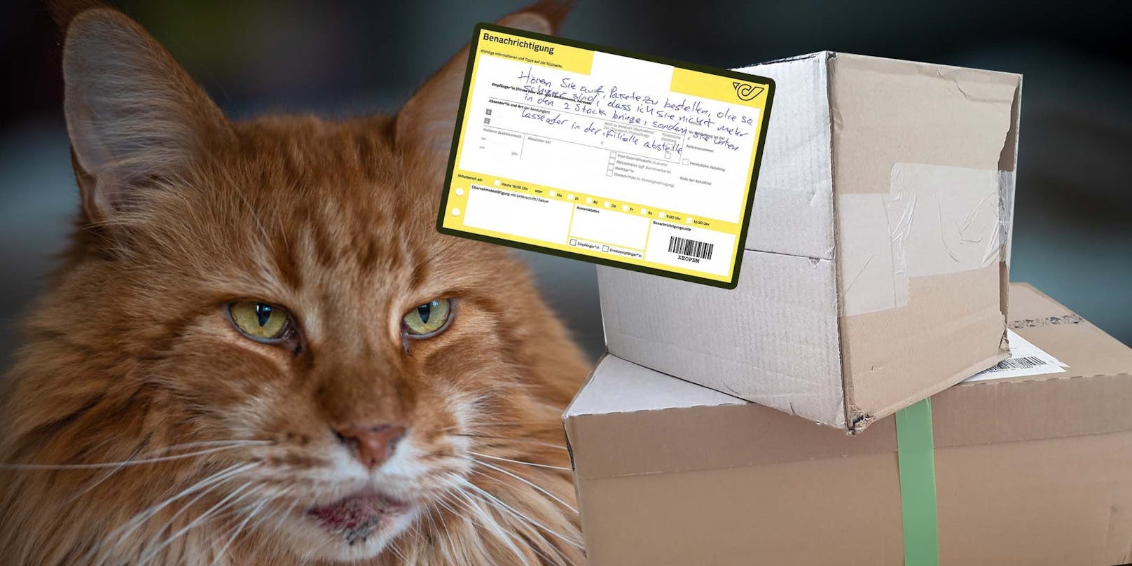 Kater Manni (Foto) bekommt Futter und Katzenstreu immer per Post.