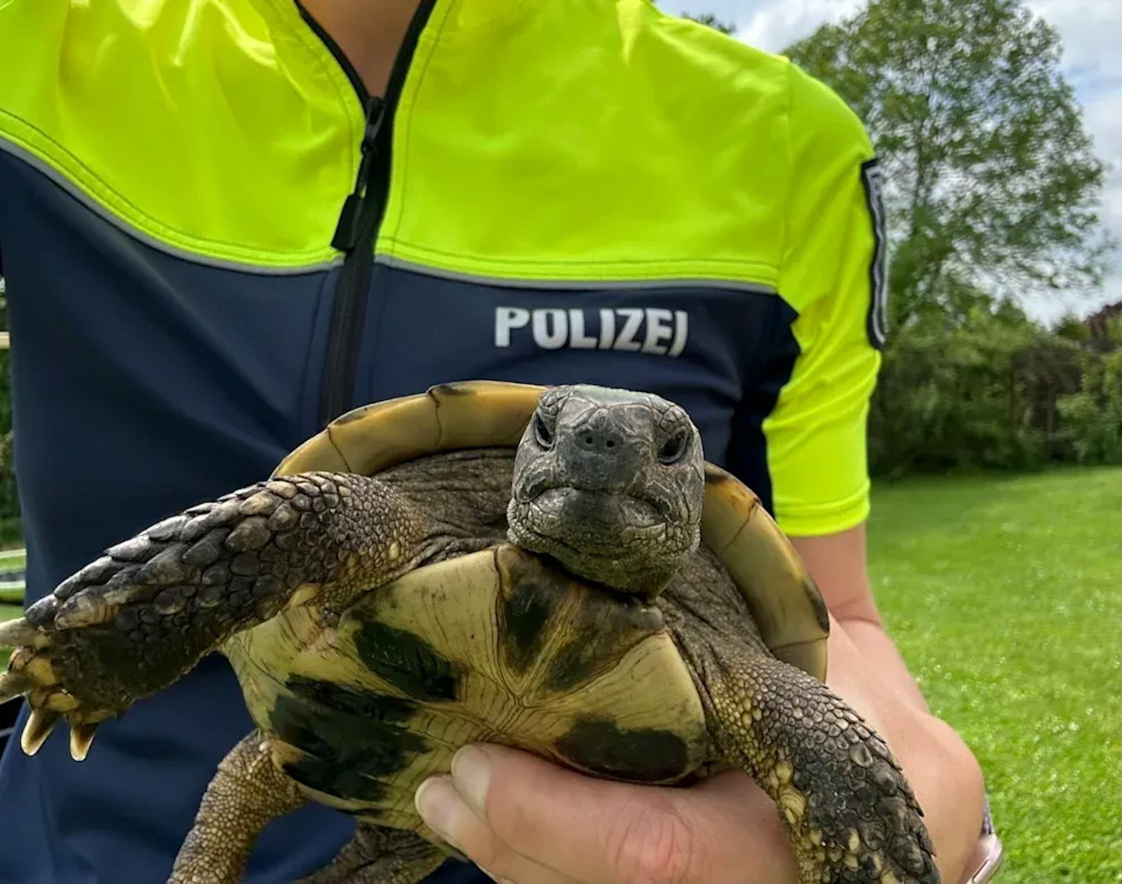 Schildkröte geht 11 Kilometer, bis Polizei sie stoppt