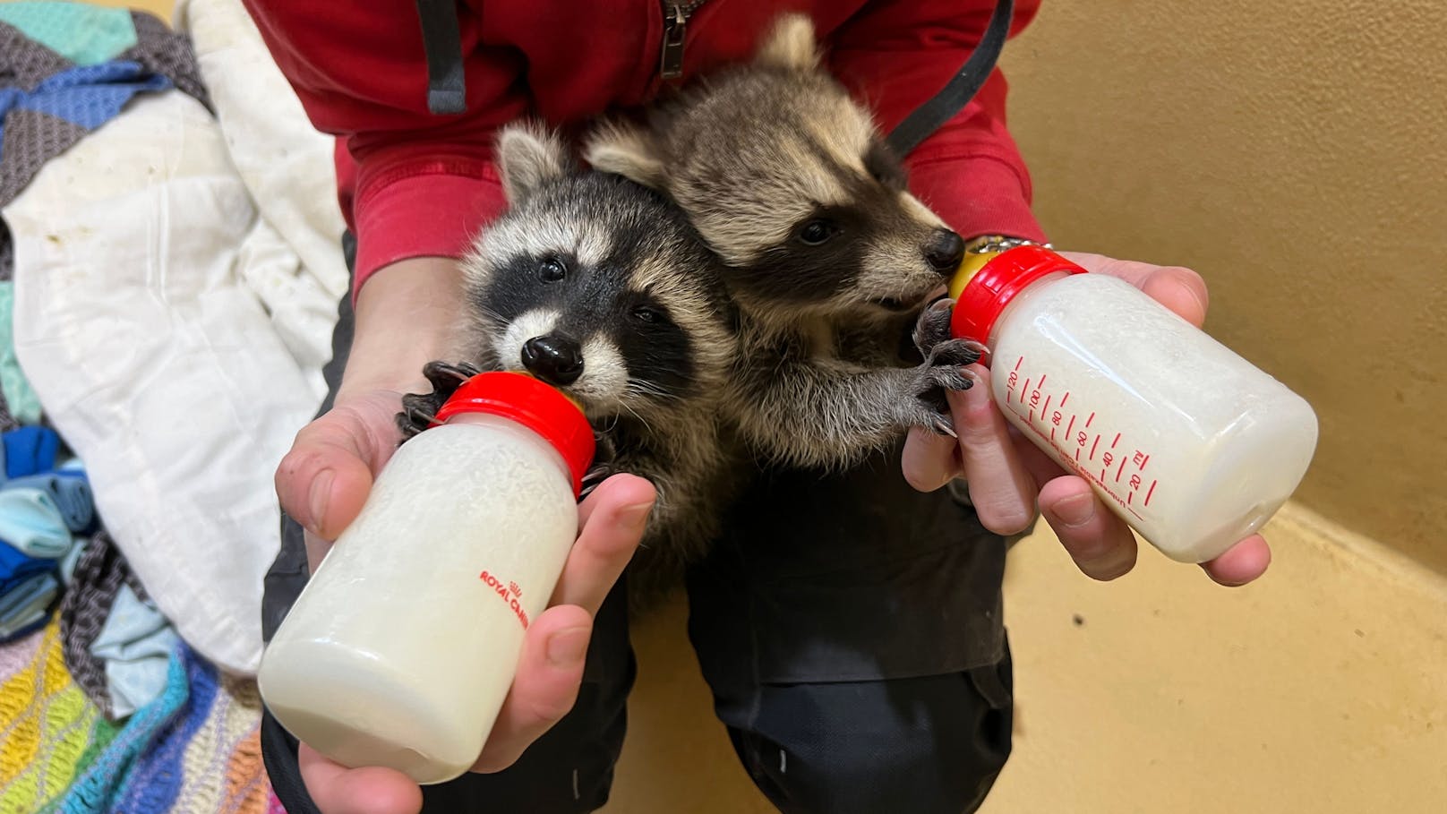 Diese zwei verwaisten Waschbären werden jetzt bei Tierschutz Austria großgezogen.&nbsp;