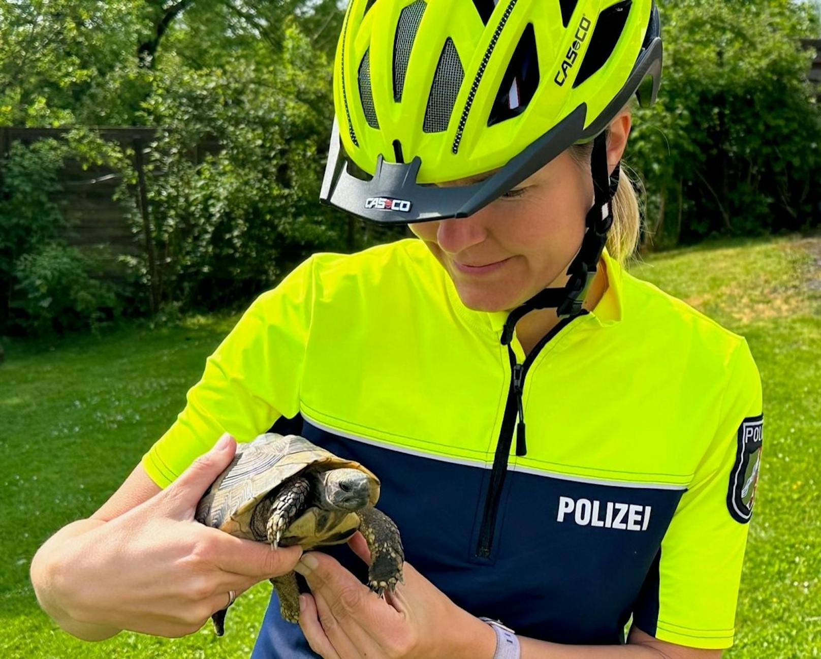 Die Polizei konnte eine ausgerissene Schildkröte einfangen.