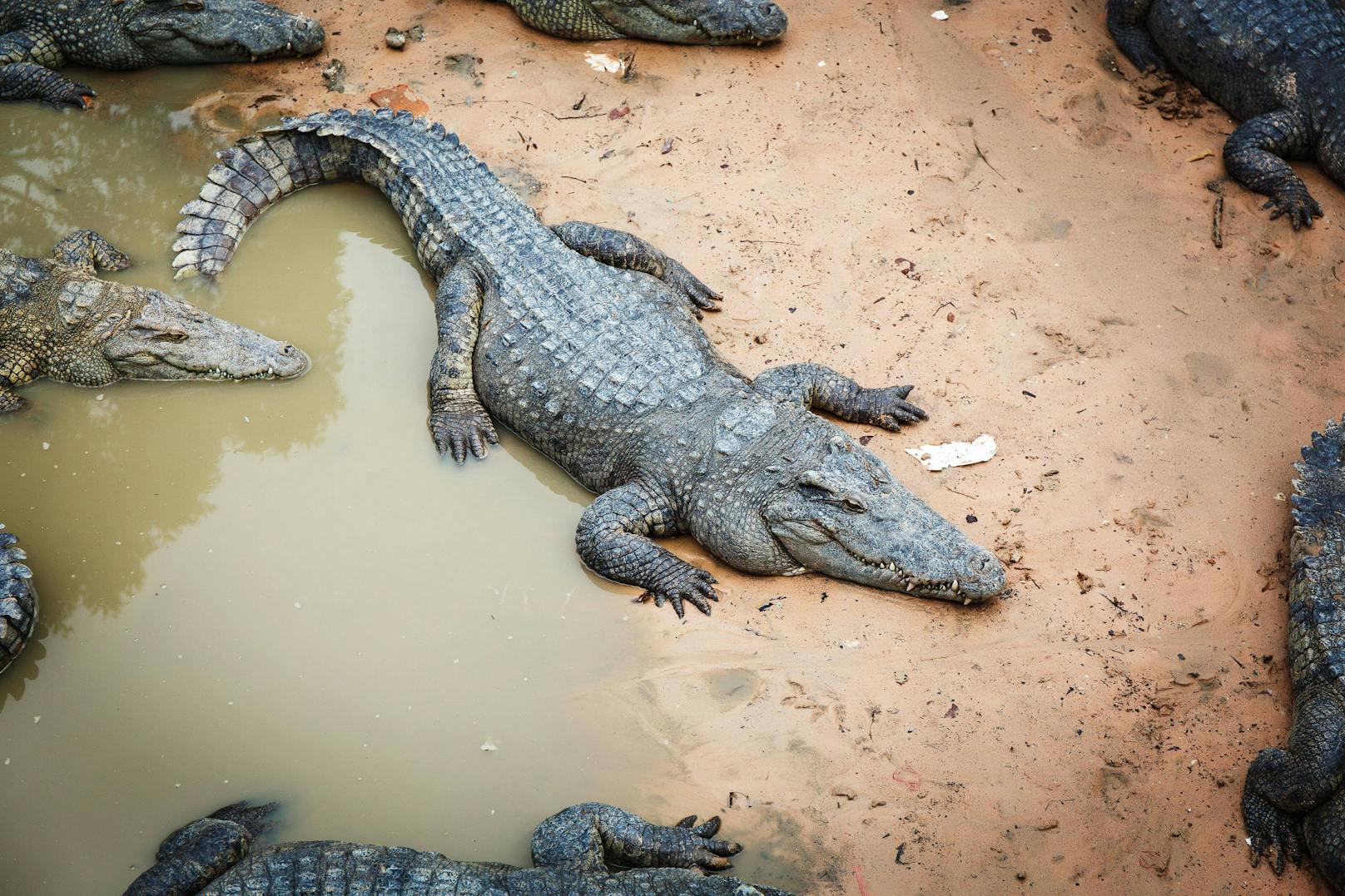In Gehege gestürzt – Mann von 40 Krokodilen zerfleischt