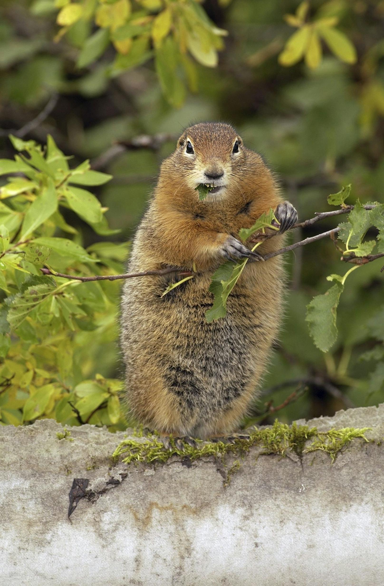 Sie ernähren sich überwiegend vegetarisch, verschmähen aber manchmal auch Insekten nicht.