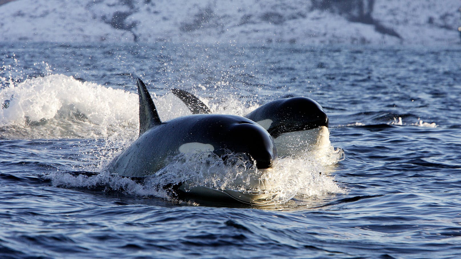 Spielen Orcas deshalb "Schiffchen versenken"?