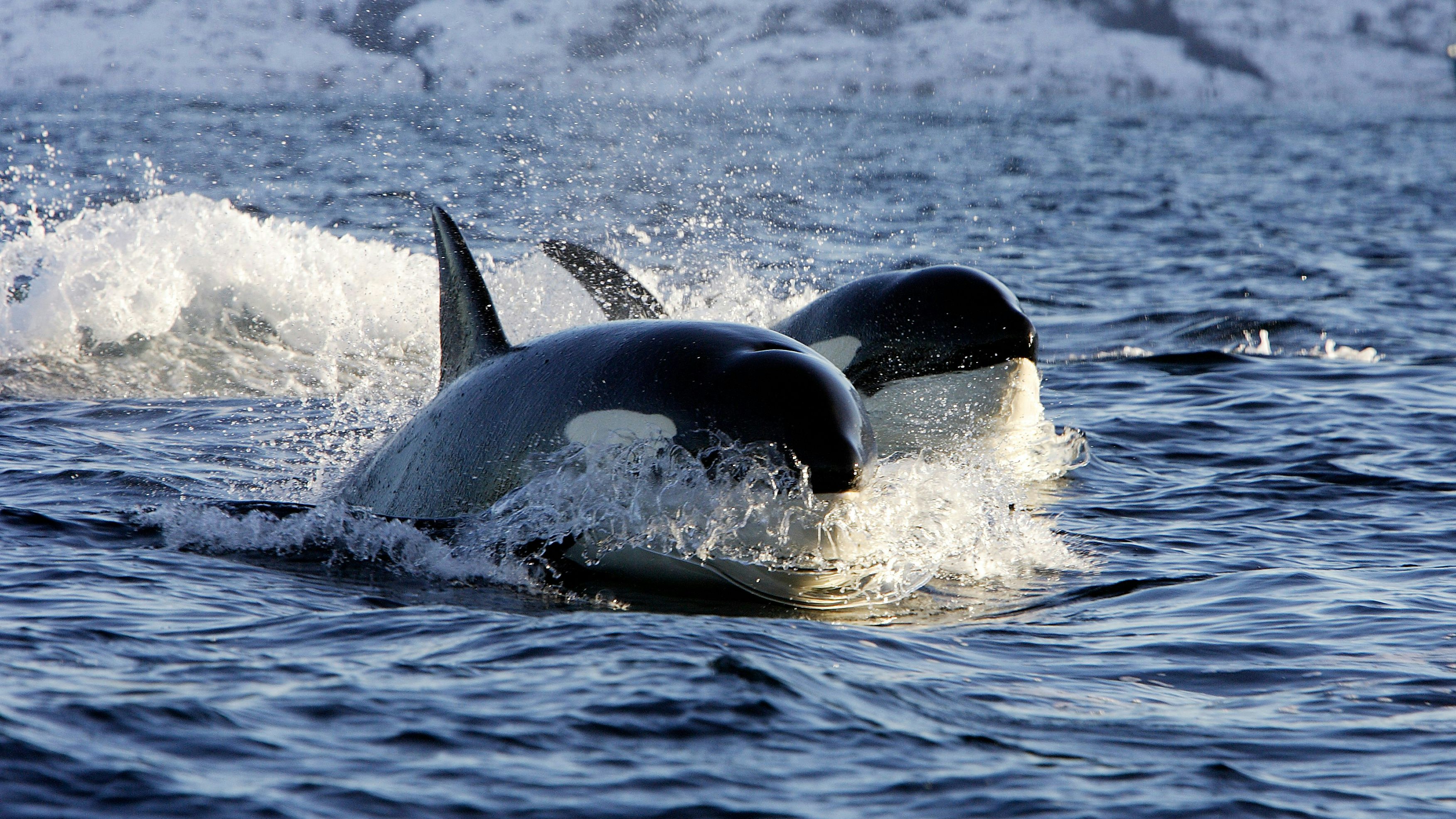 Eine britische Schiffscrew wurde am Donnerstag von Killerwalen in der Straße von Gibraltar angegriffen.
