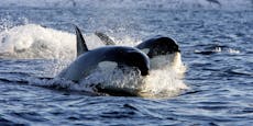 Orcas greifen Schiff an – "Hilfe, wir sinken"