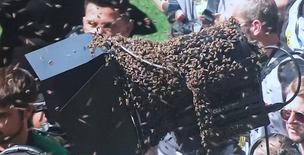 Tausende Bienen haben es sich im Stadion gemütlich gemacht
