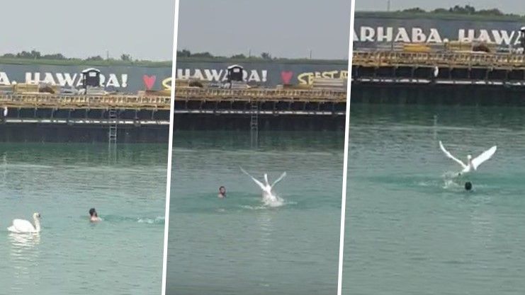 Wiener schwimmt in Seestadt, dann schlägt Schwan zu