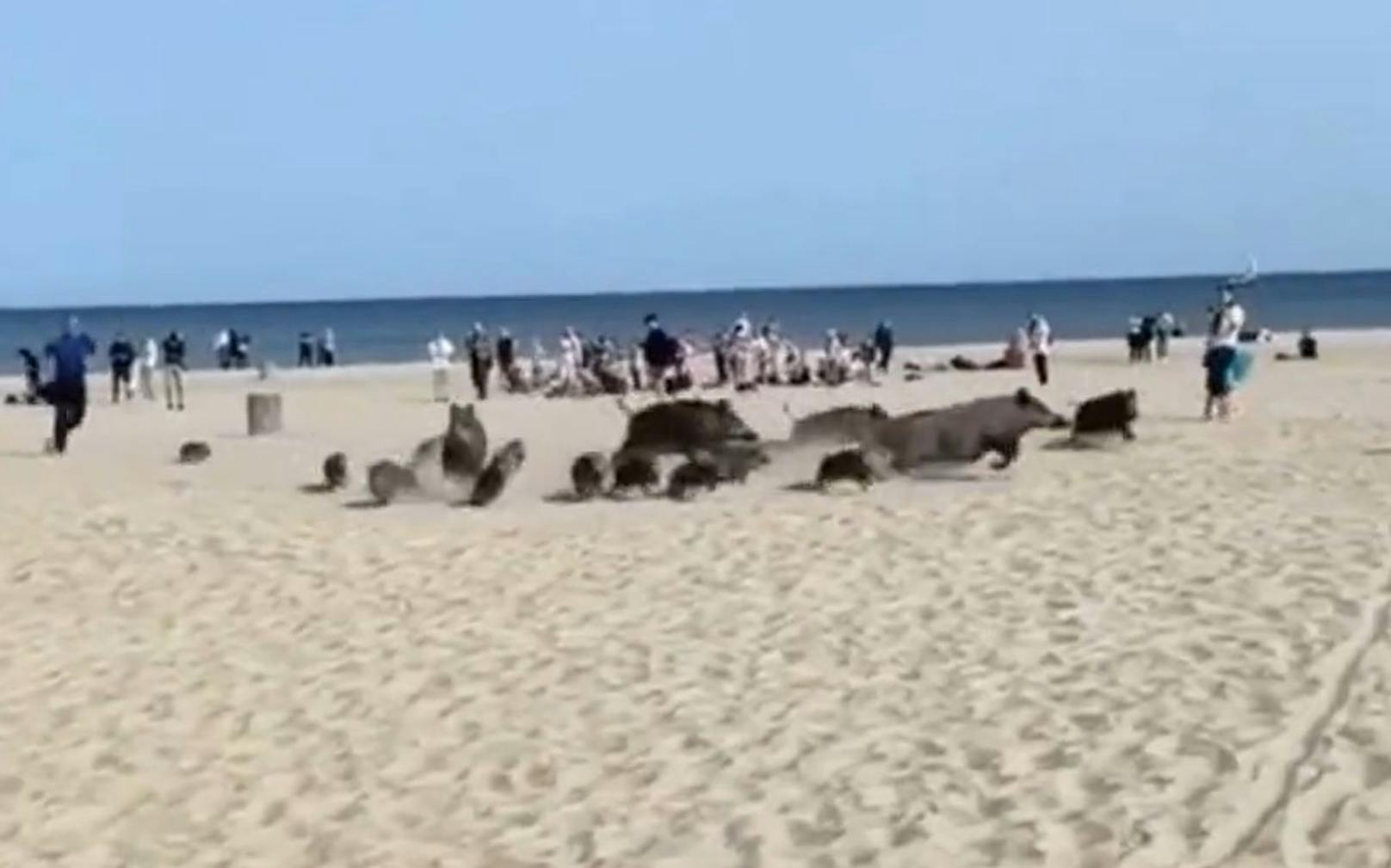 An einem polnischen Strand machten die Besucher Bekanntschaft mit einer Wildschwein-Familie.