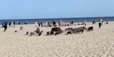 Wildschweine stürmen über Strand – Badegäste geschockt