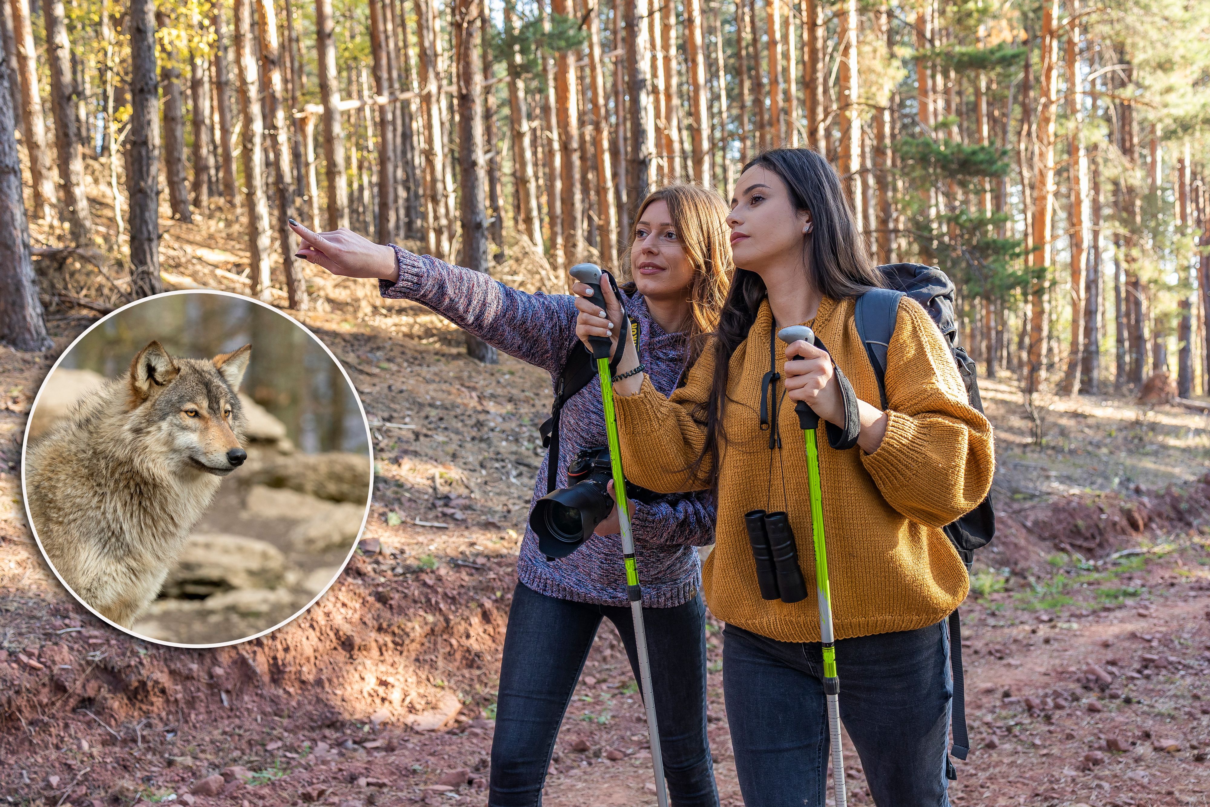Zwei Kärntnerinnen sahen einen Wolf und bekamen Panik.