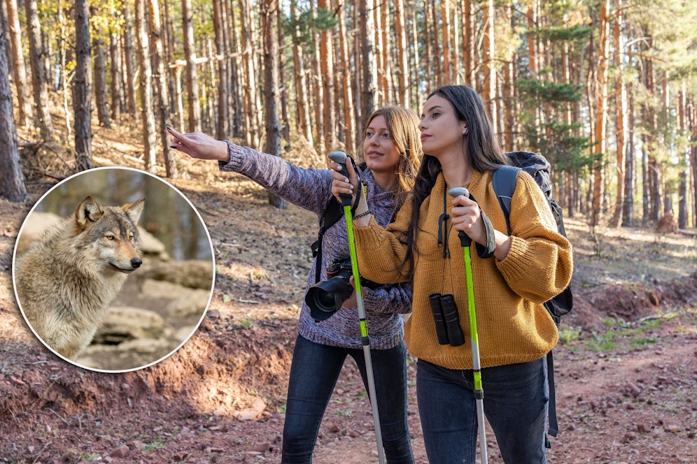 Zwei Kärntnerinnen sahen einen Wolf und bekamen Panik.