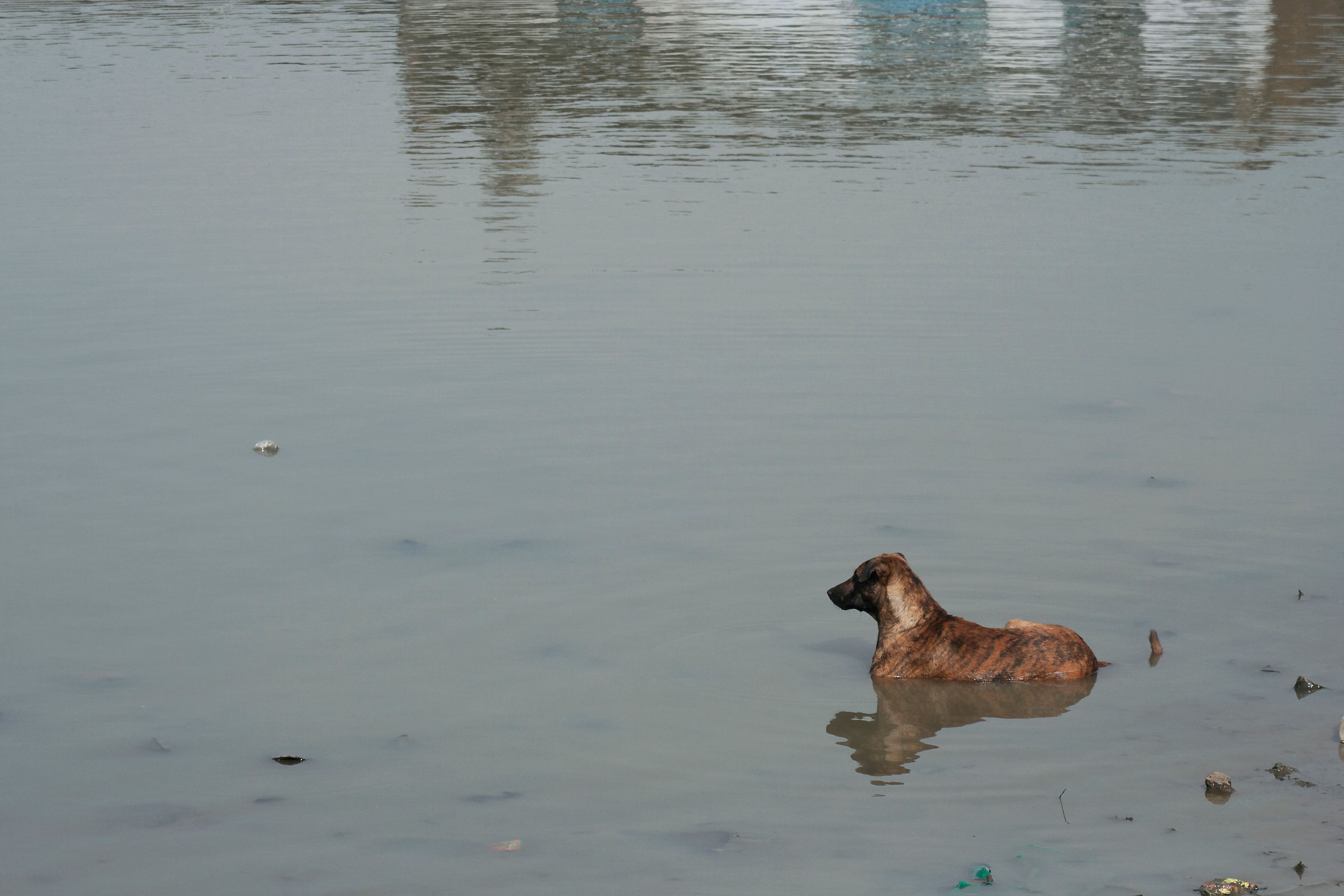 Tragischer Unfall in Indien: Ein Geschwisterpaar wollte ihren Hund baden und ertrank dabei in dem Teich.