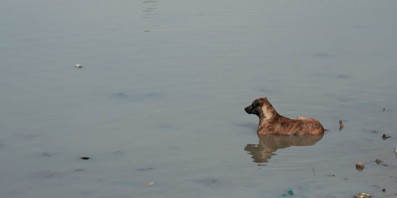 Tragischer Unfall in Indien: Ein Geschwisterpaar wollte ihren Hund baden und ertrank dabei in dem Teich.