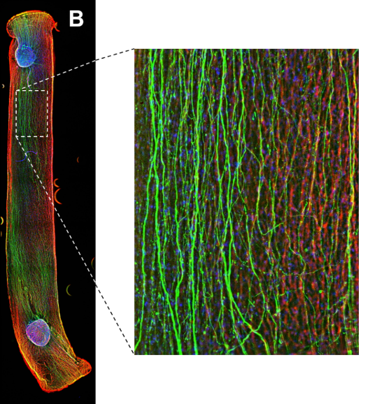 FH Technikum Wien forscht an künstlichen Nerventransplantaten.